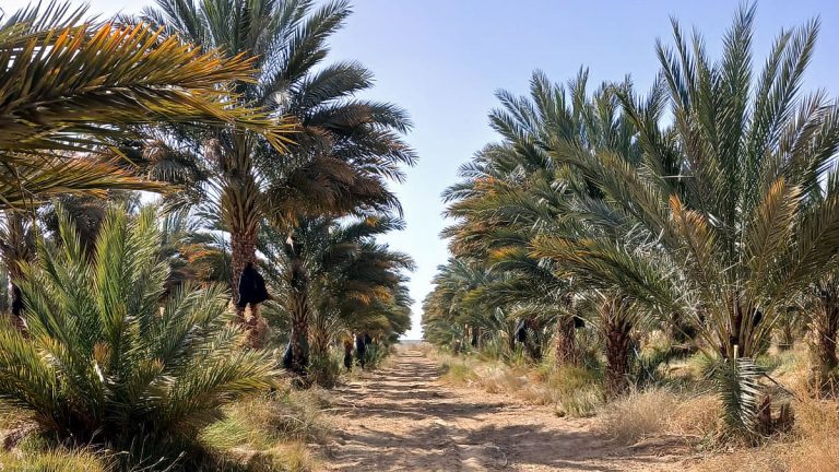 Remote Mower Used In Palm Dates Plantation